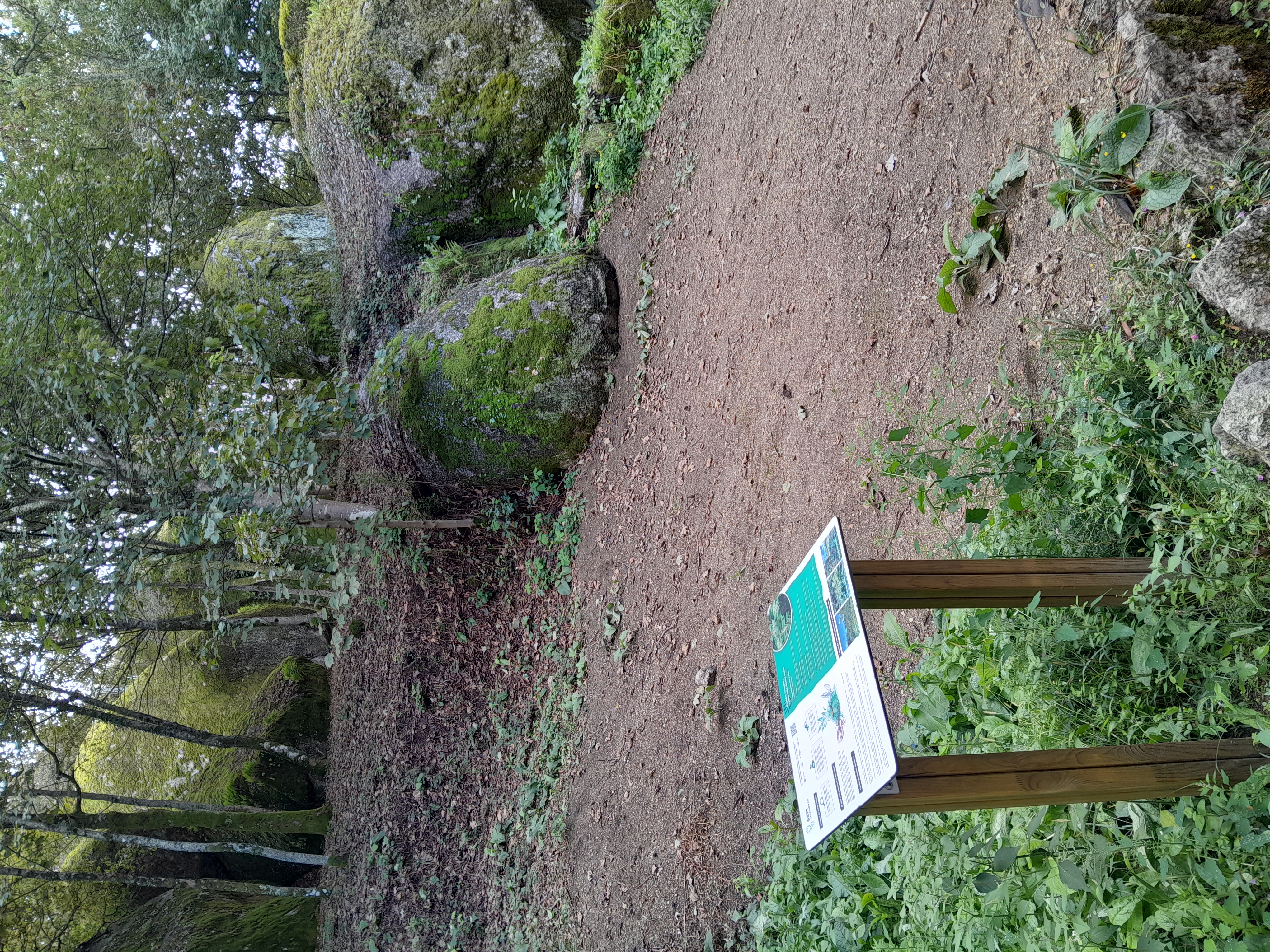 Fighting against invasive alien species is a core part of urban biodiversity (a pilot area in Guimarães, Portugal, using biodegradable mesh after sediment removal to stop the expansion of Fallopia japonica)