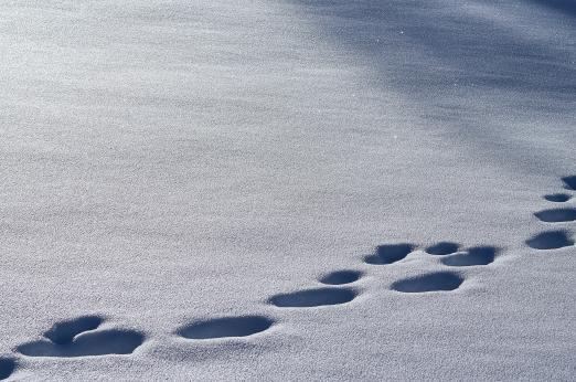 human footprints in the snow