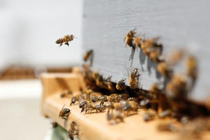 A swarm of bees, some of them blurred. Source: Damien Tupinier.